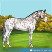 Horse Color:Brown Sabino Rabicano and Brown Sabino Rabicano
