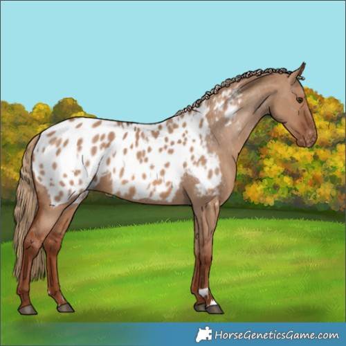 Horse Color:Red Dun Appaloosa and Red Dun Appaloosa