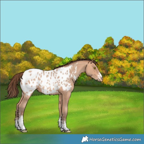 Horse Color:Amber Champagne Sabino Blanket 