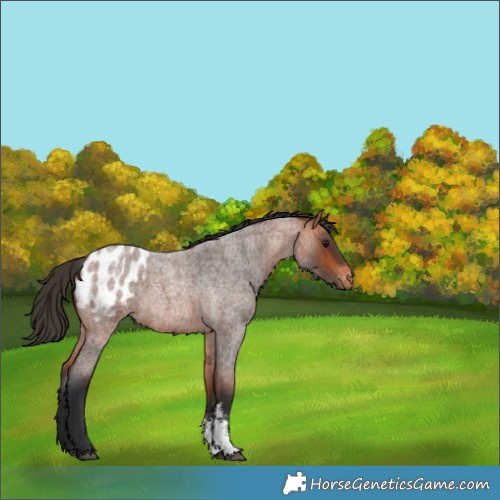 Horse Color:Bay Roan Sabino Blanket