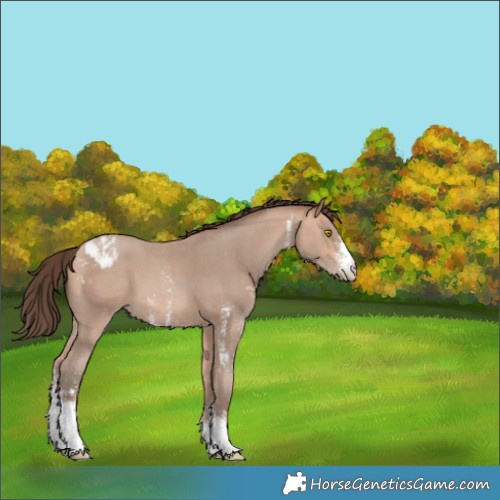 Horse Color:Amber Champagne Sabino Varnish 