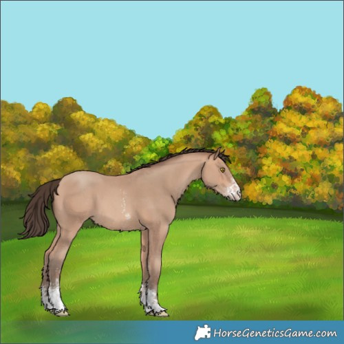 Horse Color:Amber Champagne Sabino