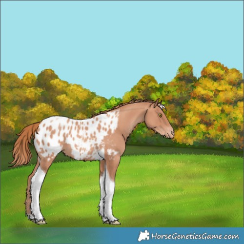 Horse Color:Gold Champagne Tobiano Blanket