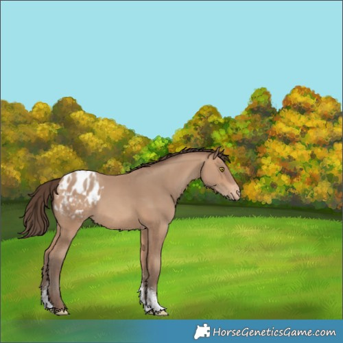 Horse Color:Amber Champagne Sabino Blanket