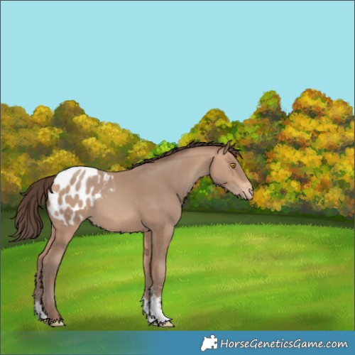 Horse Color:Amber Champagne Sabino Blanket