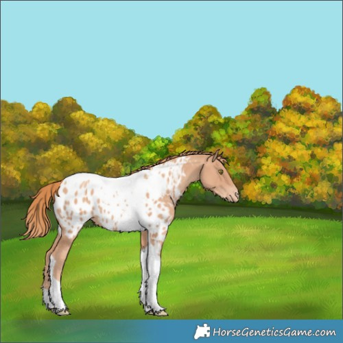 Horse Color:Gold Champagne Tobiano Near Leopard