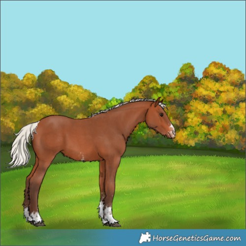 Horse Color:Silver Bay Sabino Varnish