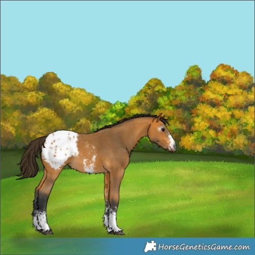 Horse Color:Gray Buckskin Sabino Blanket 