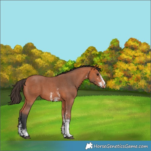Horse Color:Bay Sabino Varnish 