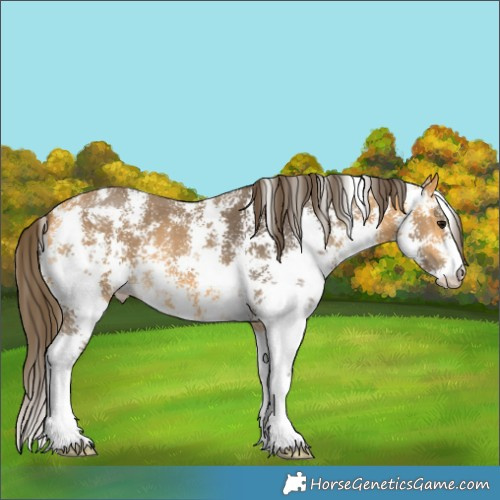 Horse Color:Buckskin Sabino Varnish 