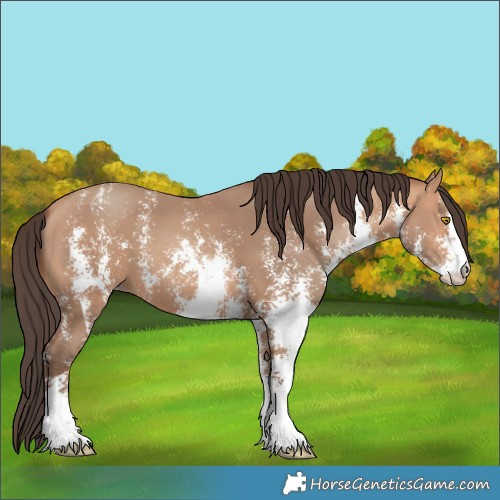 Horse Color:Amber Champagne Sabino 