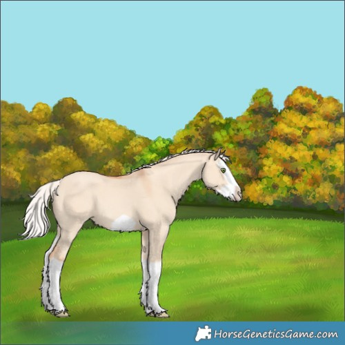 Horse Color:Silver Amber Champagne Dun Splash Frame