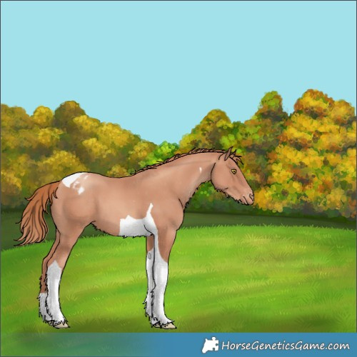 Horse Color:Gold Champagne Tobiano Varnish