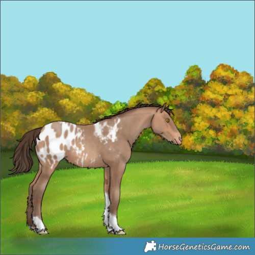 Horse Color:Amber Champagne Tobiano Blanket