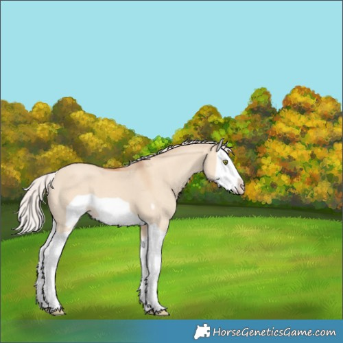 Horse Color:Silver Classic Champagne Dun Splash Frame 