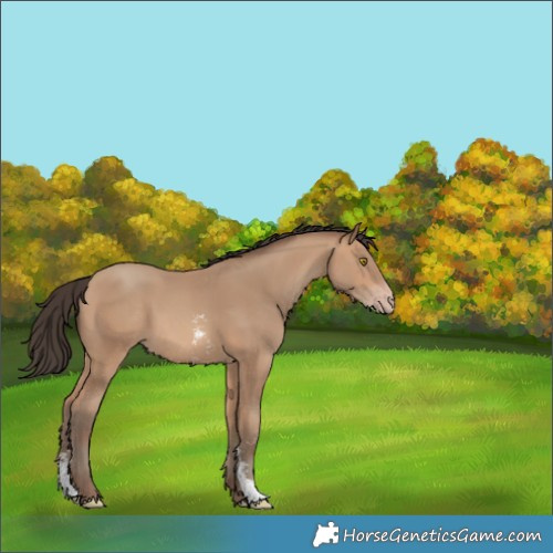 Horse Color:Amber Champagne Sabino 