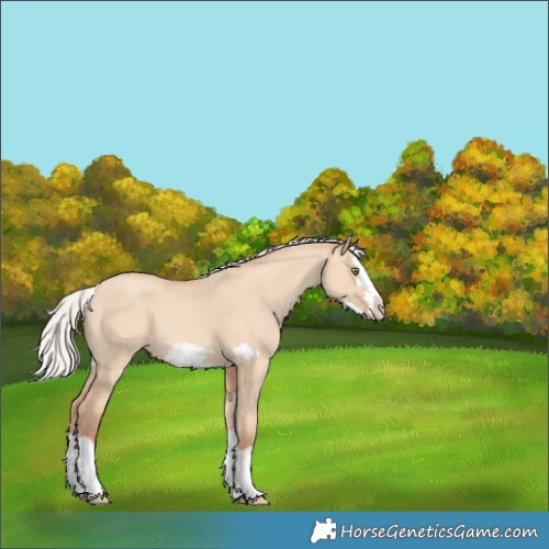 Horse Color:Silver Amber Champagne Dun Splash Frame 