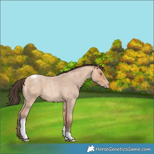 Horse Color:Amber Champagne Roan Tobiano 