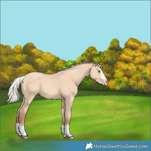 Horse Color:Silver Amber Champagne Dun Splash