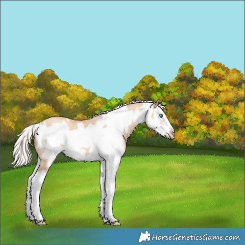 Horse Color:Silver Amber Champagne Dun Splash Frame
