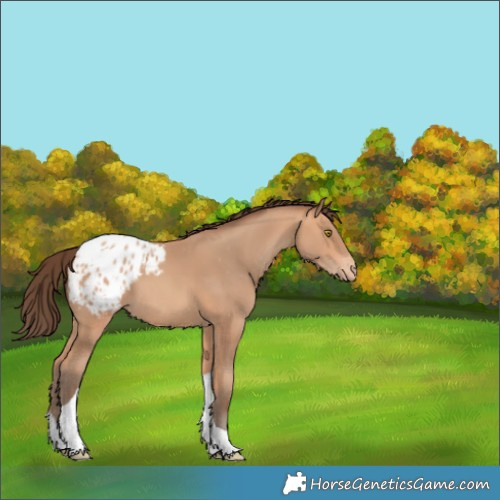 Horse Color:Amber Champagne Tobiano Blanket
