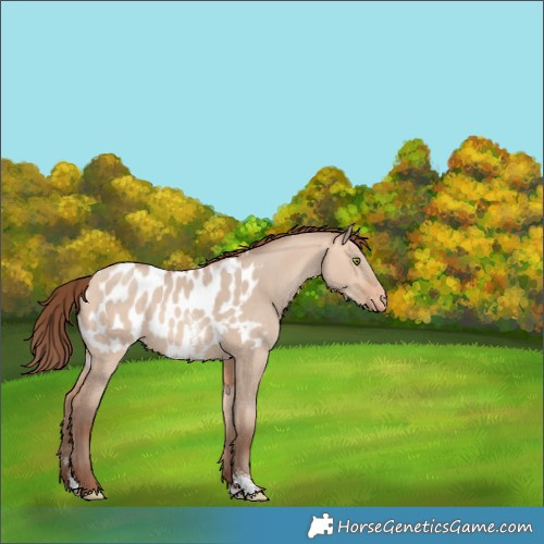 Horse Color:Amber Champagne Dun Sabino Blanket 
