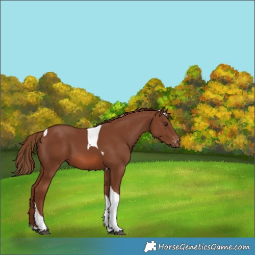 Horse Color:Chestnut Tobiano Varnish 