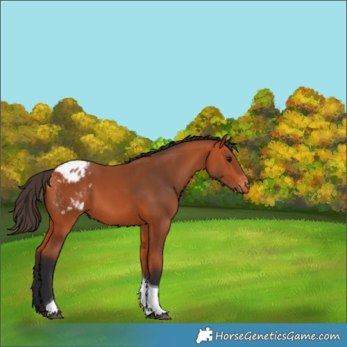 Horse Color:Bay Tobiano Blanket 