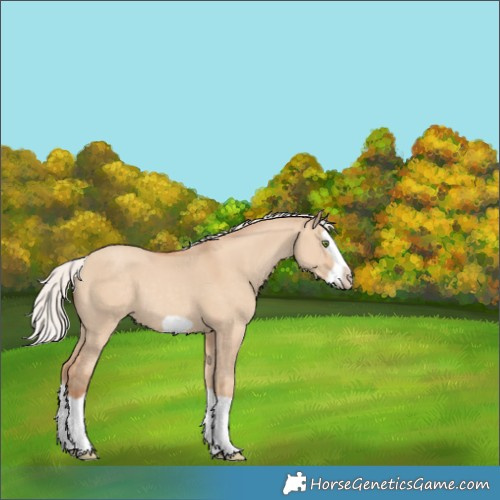 Horse Color:Silver Classic Champagne Dun Splash Frame