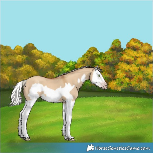 Horse Color:Gray Silver Amber Champagne Dun Splash Frame 