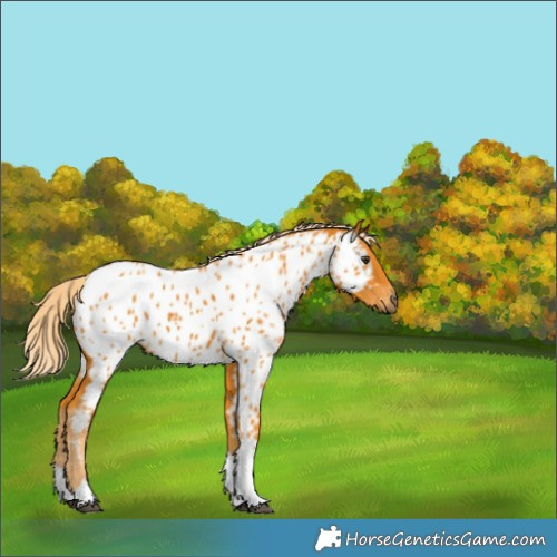 Horse Color:Gray Palomino Tobiano Near Leopard