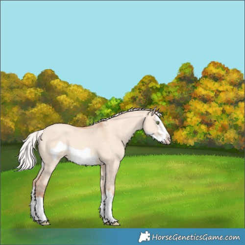 Horse Color:Silver Amber Champagne Dun Splash Frame