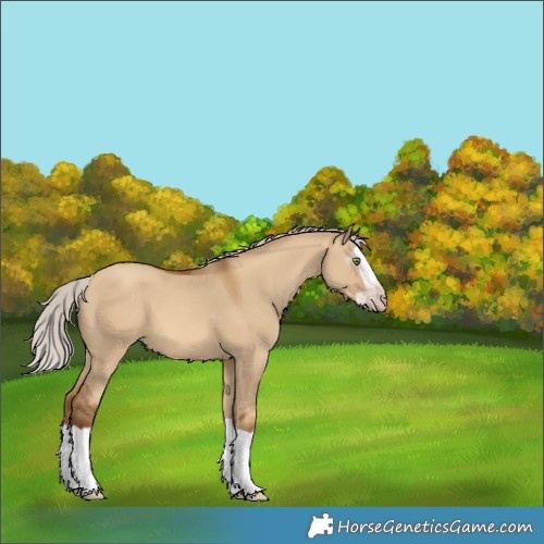 Horse Color:Gray Silver Amber Champagne Dun Splash 