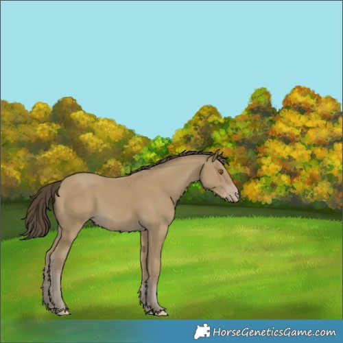 Horse Color:Classic Cream Champagne