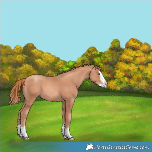 Horse Color:Gold Champagne Splash 