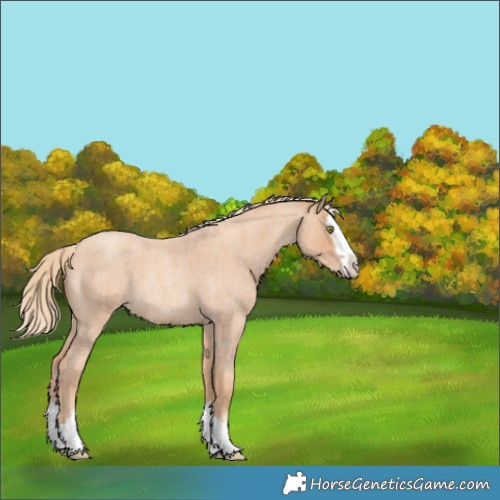 Horse Color:Gold Champagne Roan Splash 