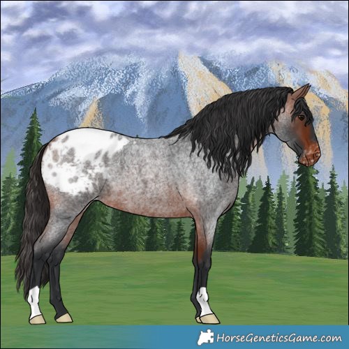 Horse Color:Bay Roan Appaloosa