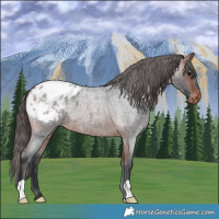 Horse Color:Bay Roan Varnish