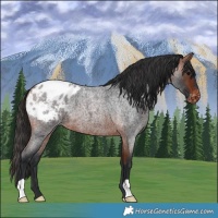 Horse Color:Bay Roan Appaloosa 