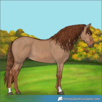 Horse Color:Red Dun