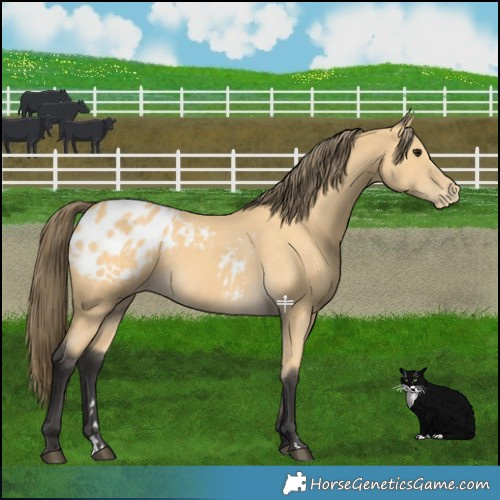 Horse Color:Buckskin Blanket 