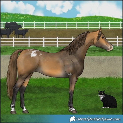Horse Color:Buckskin Varnish 