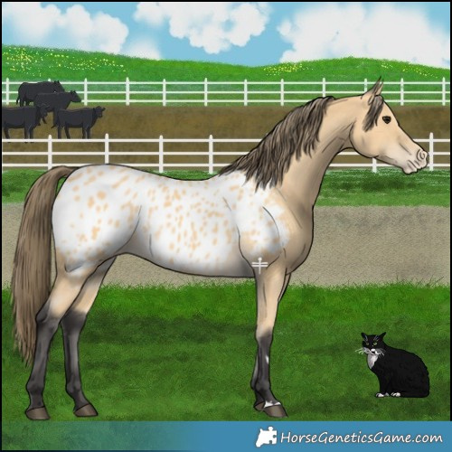 Horse Color:Buckskin Appaloosa 
