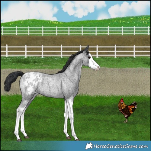 Horse Color:Blue Roan Splash Blanket 