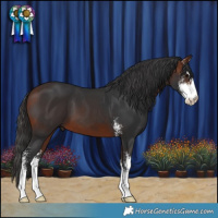 Horse Color:Bay Sabino 