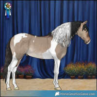 Horse Color:Brown Dun Tobiano