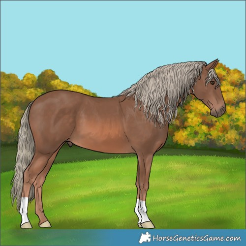 Horse Color:Chestnut Mushroom 