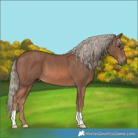 Horse Color:Chestnut Mushroom