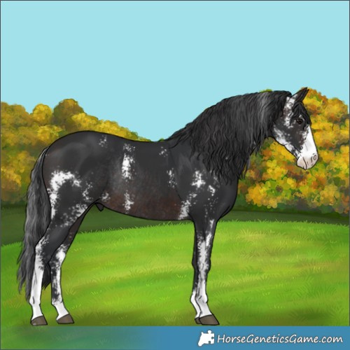 Horse Color:Brown Mushroom Sabino Rabicano 