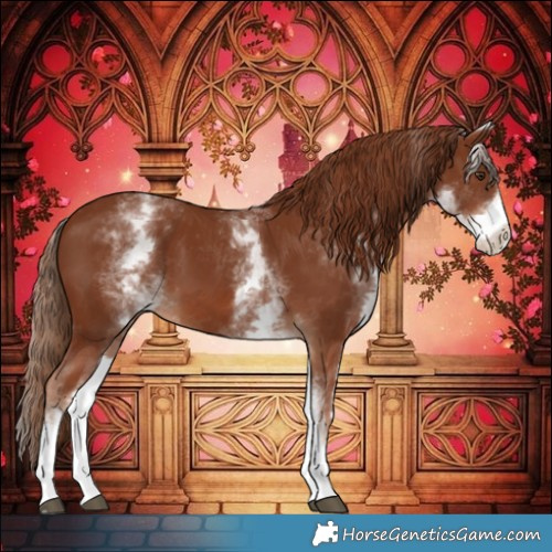 Horse Color:White Spotted Chestnut 